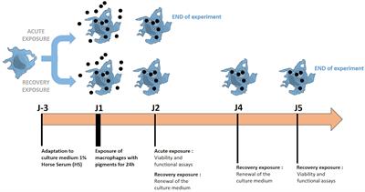 Immediate and Sustained Effects of Cobalt and Zinc-Containing Pigments on Macrophages